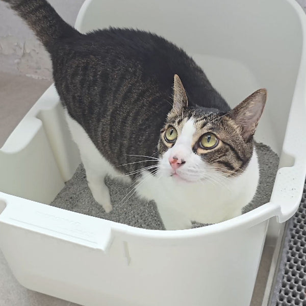 Preview of Using Living Coat on Cat Litter Box (Cat Toilet)