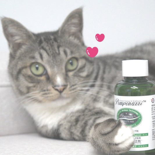 LIVING COAT X KITTIES: Why? What is it? For who? For what?